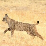 Swedia Izinkan Pemburuan Ratusan Kucing Lynx, Padahal Populasinya Hampir Punah