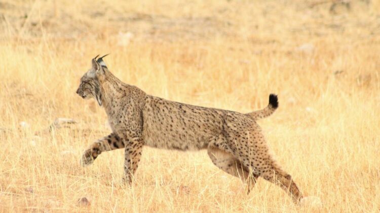 Swedia Izinkan Pemburuan Ratusan Kucing Lynx, Padahal Populasinya Hampir Punah