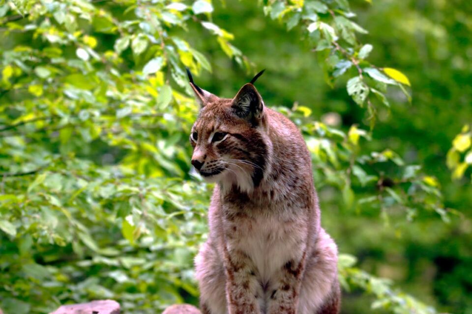 kucing lynx swedia