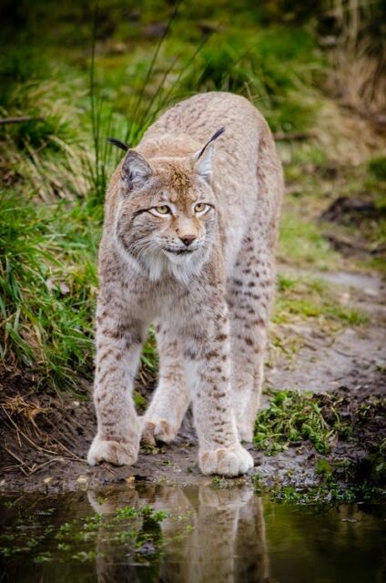 kucing lynx swedia