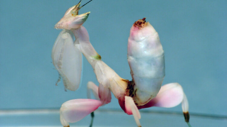 Orchid Mantis, Serangga Cantik yang Memiliki Bentuk seperti Bunga