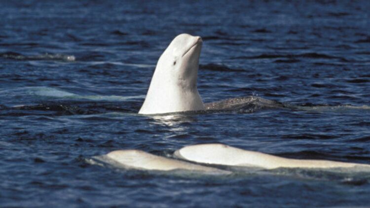 Bahaya Beluga Terancam Punah