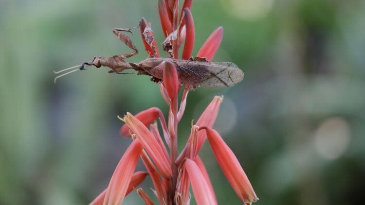 Ghost Mantis Serangga Karnivora yang Terkenal karena Penampilannya yang Unik dan Memukau