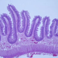 Tips dan Trik Belajar Histologi Anti Remedial