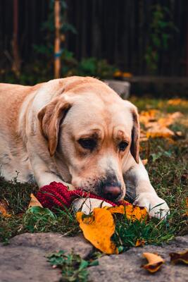 Photo by Vlad Chetan on Pexels