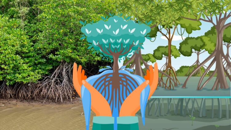 Mangrove Rusak: Salah Siapa?