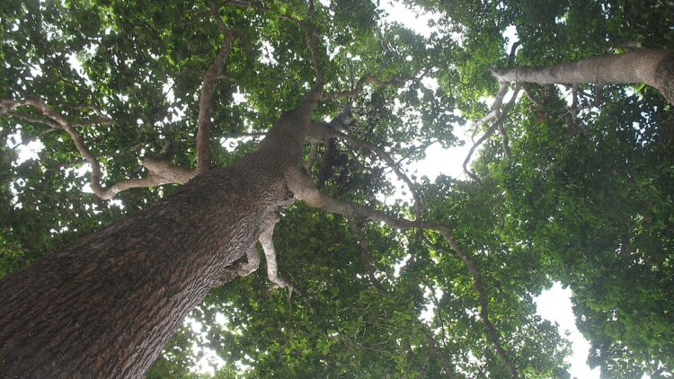 Keabadian yang Tersembunyi: Keindahan dan Keunikan Pohon Ulin