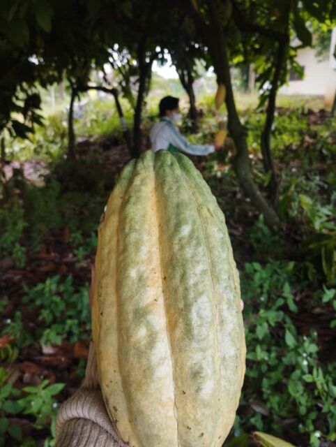 panen buah cokelat