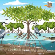 Ekosistem Mangrove : Anugrah di Antara Daratan dan Lautan