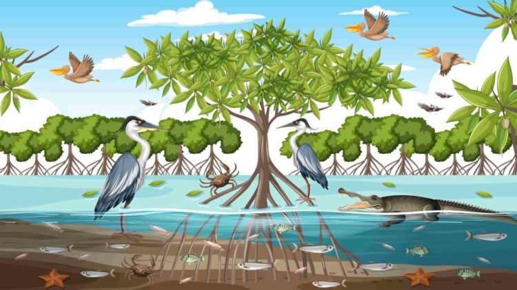 Ekosistem Mangrove : Anugrah di Antara Daratan dan Lautan