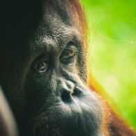 Perjumpaan dengan Pangeran Hutan: Keajaiban dan Ancaman Orangutan