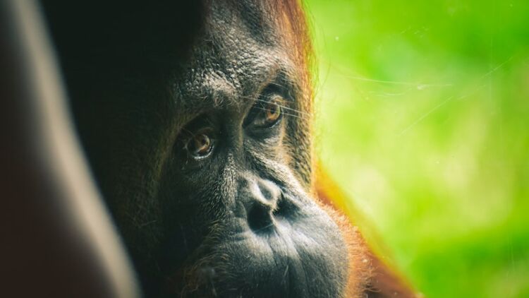 Perjumpaan dengan Pangeran Hutan: Keajaiban dan Ancaman Orangutan