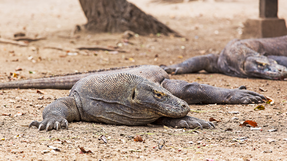 Komodo di Taman Nasional Komodo