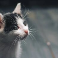 50+ Ide Nama Kucing Jantan Lucu, Unik, Keren, dan Menggemaskan