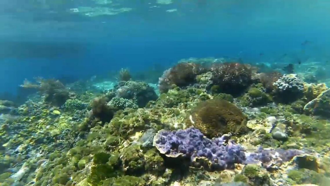 Menjelajahi Wisata Pulau Alor, Menyibak Keindahan di Ujung Timur NTT