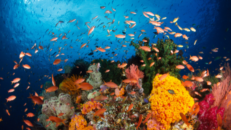 Wisata Raja Ampat yang Memukau Dengan Keindahan Biota Laut yang Kaya