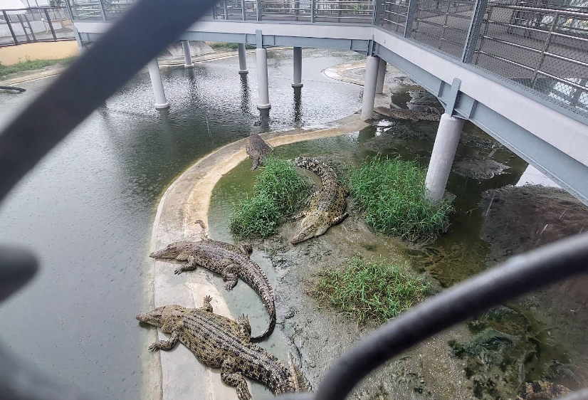 tempat penangkaran buaya di medan